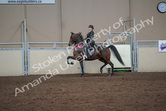 2019 Morgan Horse Show - Aug 31, 2019 - 24780