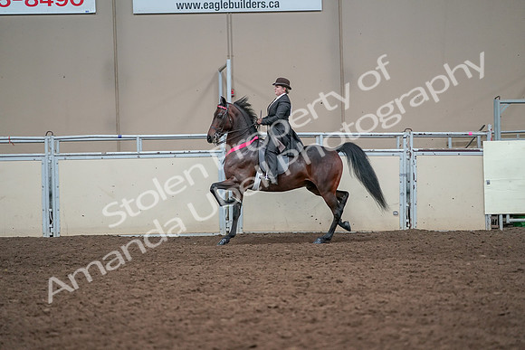 2019 Morgan Horse Show - Aug 31, 2019 - 24781