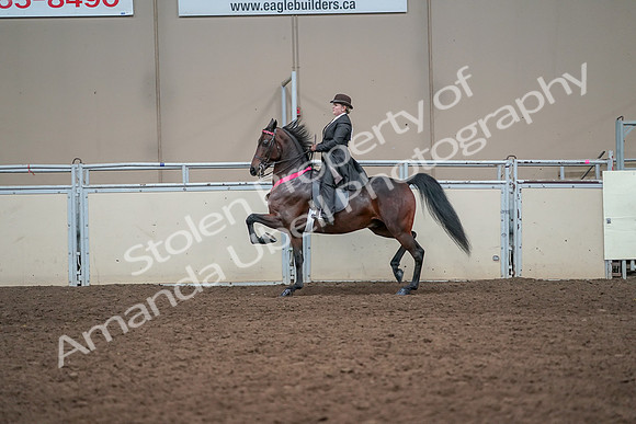 2019 Morgan Horse Show - Aug 31, 2019 - 24782