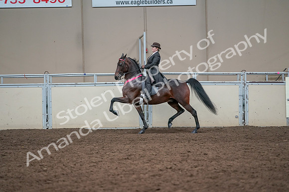 2019 Morgan Horse Show - Aug 31, 2019 - 24783