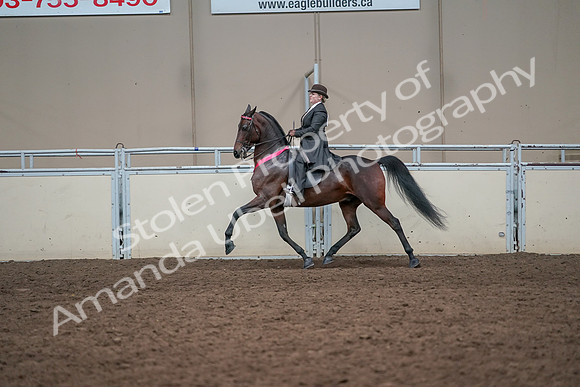 2019 Morgan Horse Show - Aug 31, 2019 - 24784