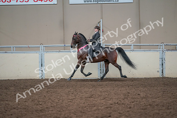 2019 Morgan Horse Show - Aug 31, 2019 - 24785