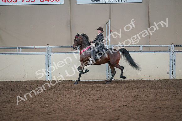 2019 Morgan Horse Show - Aug 31, 2019 - 24786