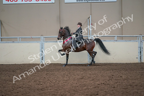 2019 Morgan Horse Show - Aug 31, 2019 - 24787