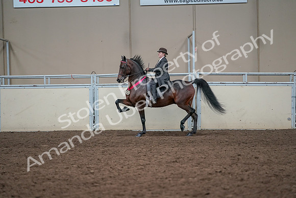 2019 Morgan Horse Show - Aug 31, 2019 - 24788