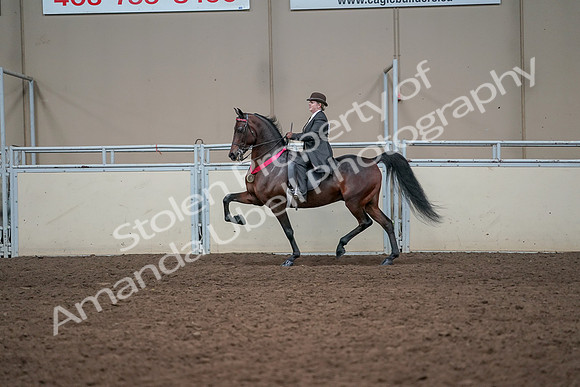 2019 Morgan Horse Show - Aug 31, 2019 - 24789