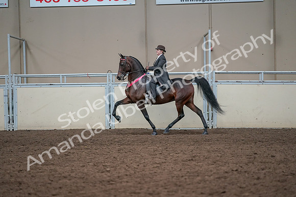 2019 Morgan Horse Show - Aug 31, 2019 - 24790