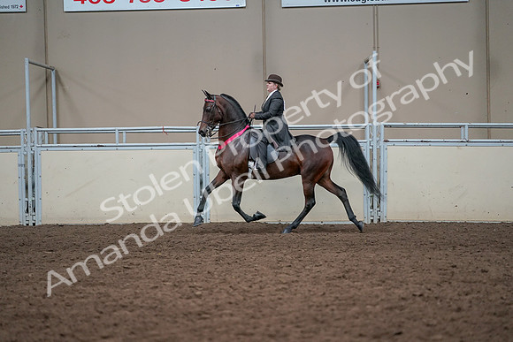 2019 Morgan Horse Show - Aug 31, 2019 - 24791