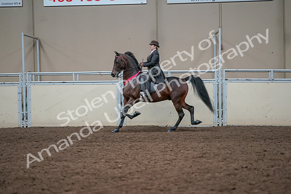 2019 Morgan Horse Show - Aug 31, 2019 - 24792
