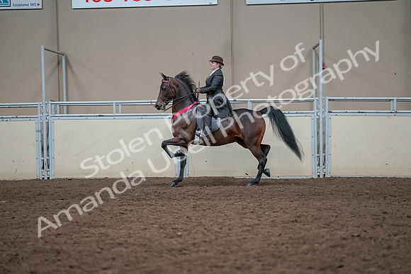 2019 Morgan Horse Show - Aug 31, 2019 - 24793