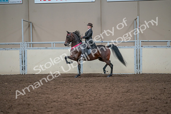 2019 Morgan Horse Show - Aug 31, 2019 - 24794