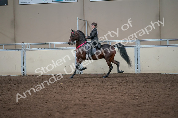 2019 Morgan Horse Show - Aug 31, 2019 - 24795