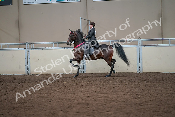 2019 Morgan Horse Show - Aug 31, 2019 - 24796