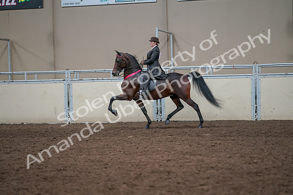 2019 Morgan Horse Show - Aug 31, 2019 - 24798