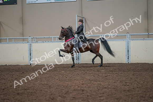 2019 Morgan Horse Show - Aug 31, 2019 - 24797