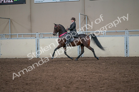 2019 Morgan Horse Show - Aug 31, 2019 - 24799