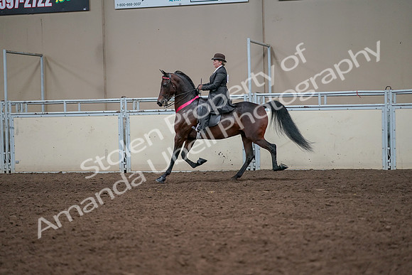2019 Morgan Horse Show - Aug 31, 2019 - 24800