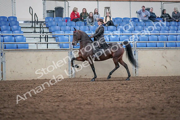 2019 Morgan Horse Show - Aug 31, 2019 - 24623