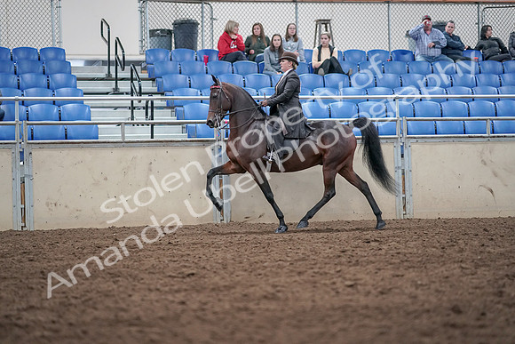 2019 Morgan Horse Show - Aug 31, 2019 - 24624