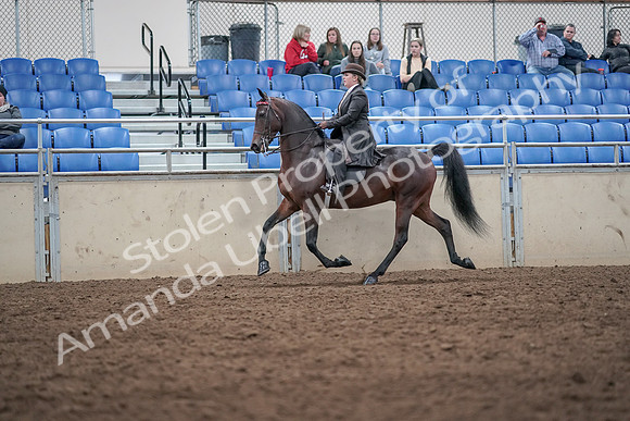 2019 Morgan Horse Show - Aug 31, 2019 - 24625