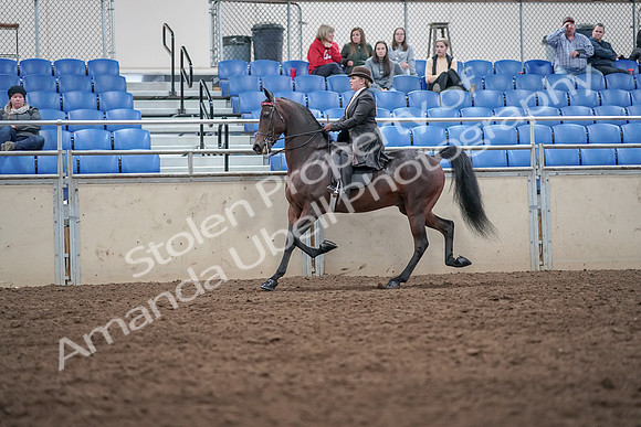 2019 Morgan Horse Show - Aug 31, 2019 - 24626