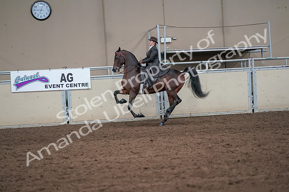 2019 Morgan Horse Show - Aug 31, 2019 - 24645