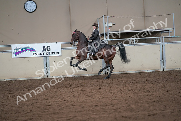 2019 Morgan Horse Show - Aug 31, 2019 - 24646