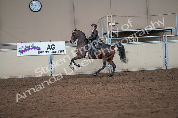 2019 Morgan Horse Show - Aug 31, 2019 - 24647