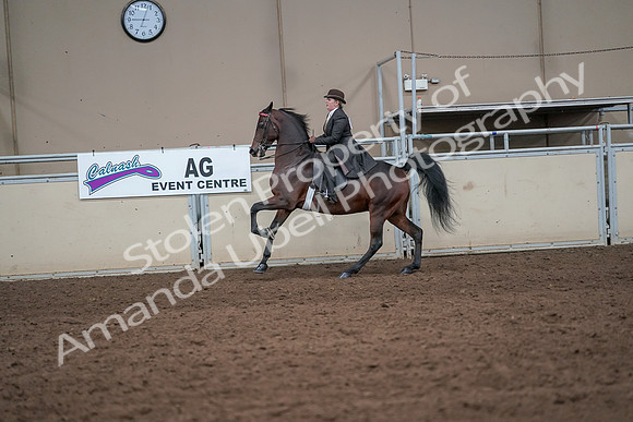 2019 Morgan Horse Show - Aug 31, 2019 - 24648