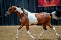 005 - 084 -  Yearling Colts/Geldings Open