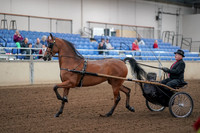 Class 012 - All Breed Pleasure Driving - Open