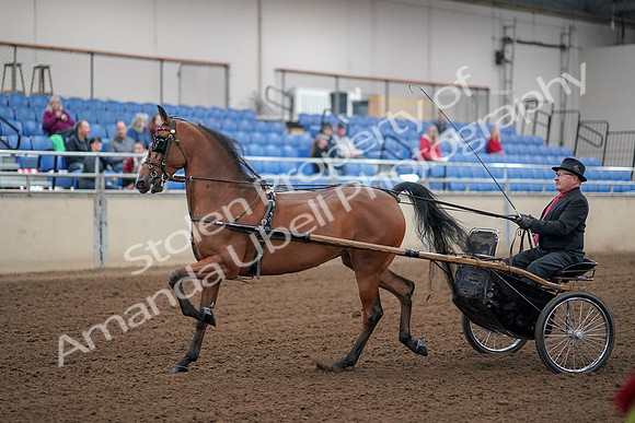2019 Morgan Horse Show - Aug 30, 2019 - 13022