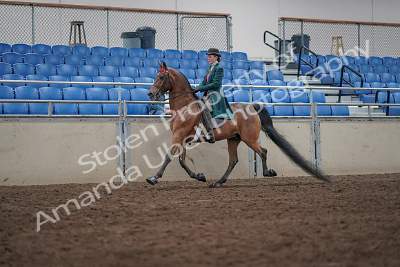 2019 Morgan Horse Show - Sept 01, 2019 - 13209
