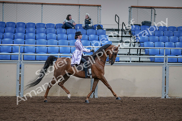 2020 - AB Morgan Horse - Fri, Sept 04 - 05099