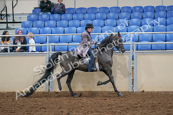2020 - AB Morgan Horse - Sat, Sept 05 - 14003