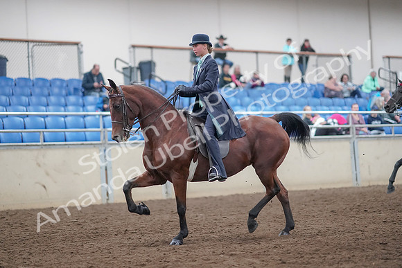 2019 Morgan Horse Show - Aug 31, 2019 - 08489