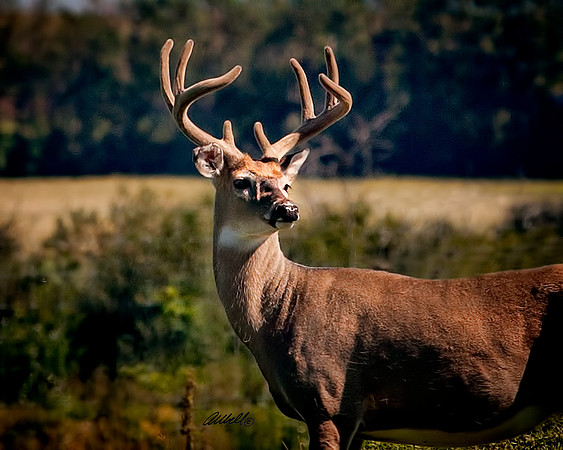 NA Wild Animals - 001