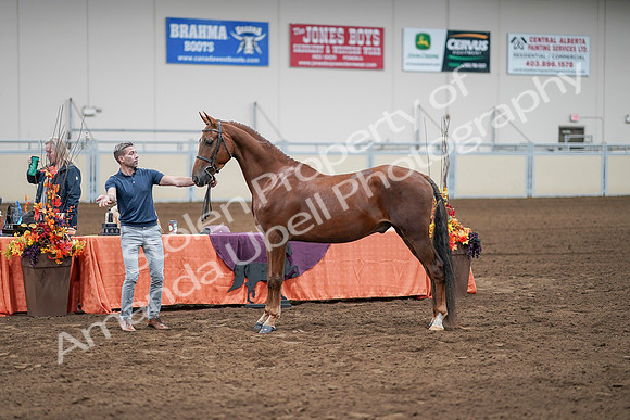 2020 - AB Morgan Horse - Sat, Sept 05 - 00231