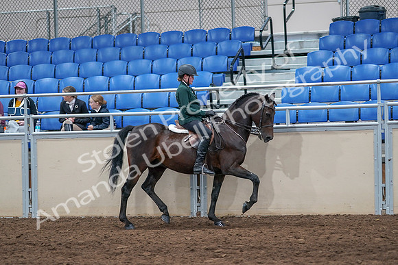 2020 - AB Morgan Horse - Sat, Sept 05 - 05165