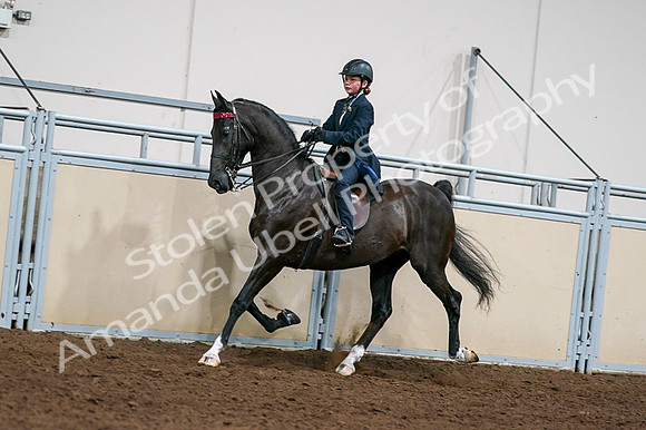 2020 - AB Morgan Horse - Fri, Sept 04 - 03224