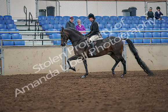 2019 Morgan Horse Show - Aug 30, 2019 - 19873