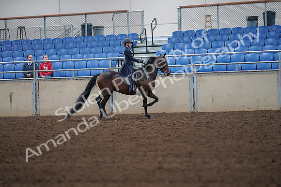 2019 Morgan Horse Show - Aug 30, 2019 - 18030