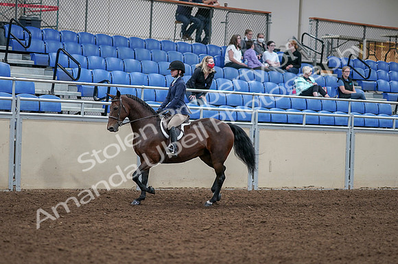 2020 - AB Morgan Horse - Fri, Sept 04 - 05877