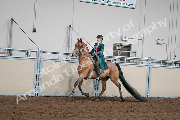 2020 - AB Morgan Horse - Sat, Sept 05 - 13672
