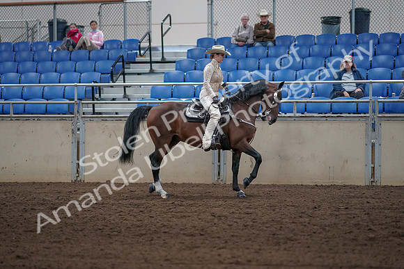 2019 Morgan Horse Show - Sept 01, 2019 - 07177