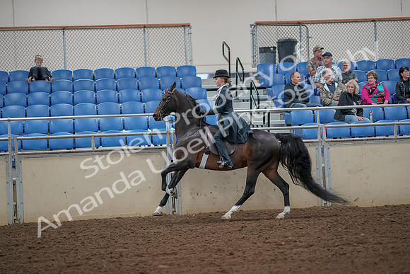 2019 Morgan Horse Show - Aug 30, 2019 - 25188