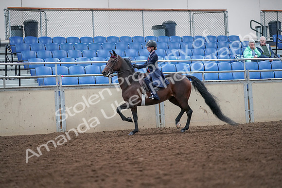 2019 Morgan Horse Show - Aug 30, 2019 - 17788