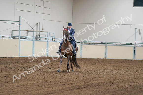 2020 - AB Morgan Horse - Fri, Sept 04 - 08160