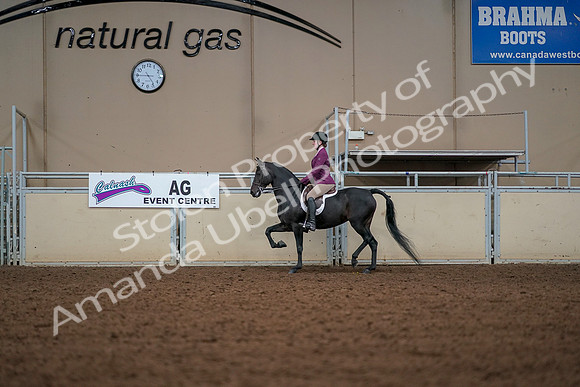 2019 Morgan Horse Show - Aug 30, 2019 - 23259