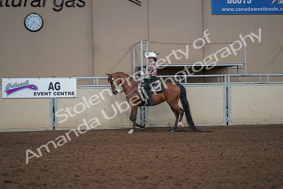 2019 Morgan Horse Show - Aug 30, 2019 - 25992
